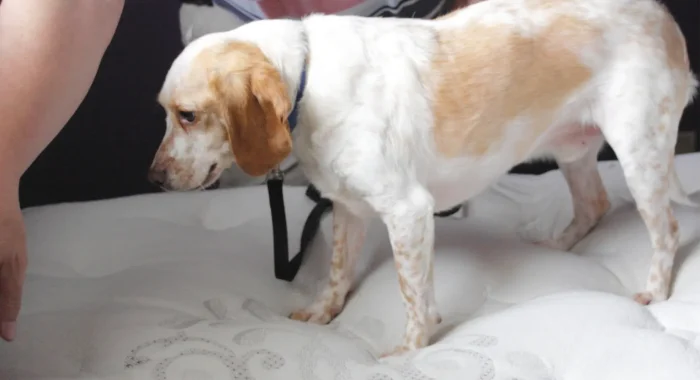 Sans titre (A2 (paysage)) – 2025-08-15T195920.642 détection canine punaises de lit paris ile-de-france