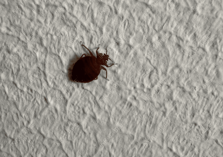 Sans titre punaises de lit sur un mur dans un hôtel par Inratable