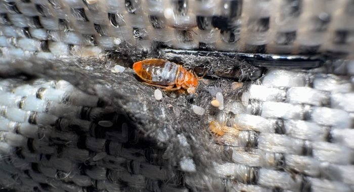 WhatsApp Image 2025-07-06 à 13.50.28_5c75c200 Comment détecter une invasion de punaises de lit, adulte et œuf bien visible sur lit, par Inratable