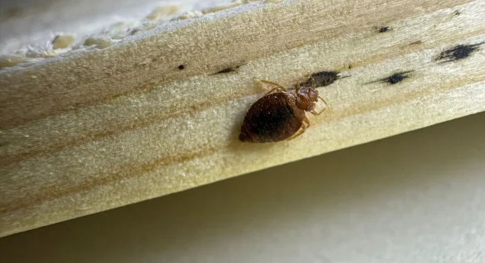 WhatsApp Image 2025-07-19 à 17.36.18_4a99cecf (1) Punaises de lit sur sommier par Inratable