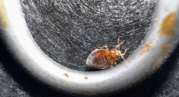 WhatsApp Image 2025-08-17 à 18.25.57_28ceed9d punaises de lit pleine de terre de diatomée à Paris et en Ile-de-France, photo prise par Inratable