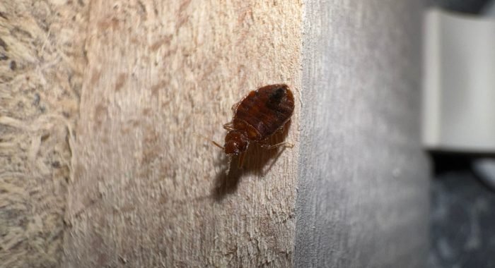 WhatsApp Image 2025-08-19 à 22.43.55_1930fb40 Photo prise par Inratable d'une punaise de lit sur un sommier