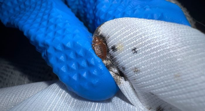 WhatsApp Image 2025-08-19 à 22.43.55_237f57ff Punaise de lit sur housse de matelas prise par inratable