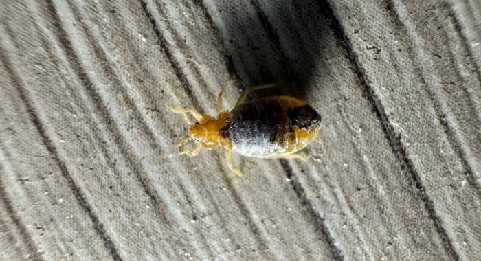 WhatsApp Image 2025-09-13 à 13.29.59_e5693fa7 Punaise de lit gorgée de sang sur le sol, prise par Inratable