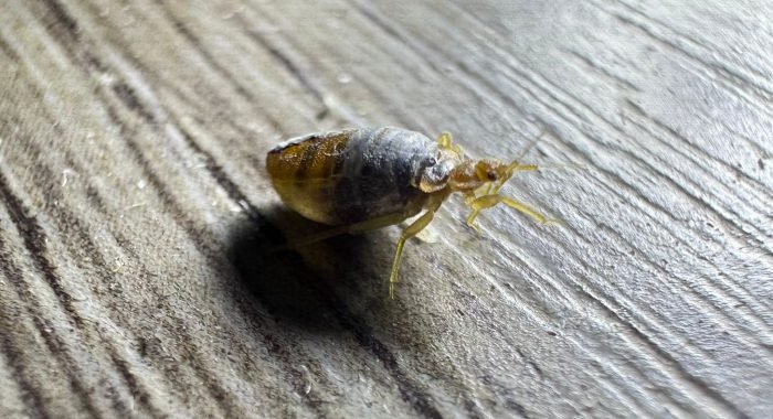 punaise de lit adulte gorgée de sang par Inratable