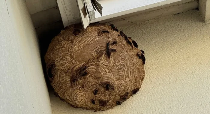 nid de frelons bien formé