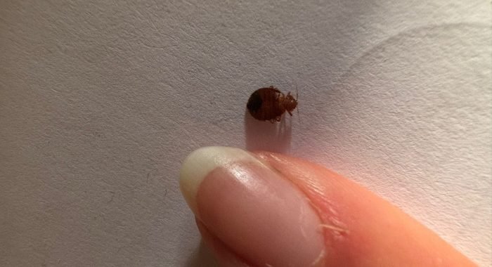 WhatsApp Image 2025-10-12 à 17.27.54_746bacf6 taille d'une punaise de lit prise par Inratable à Paris 2025