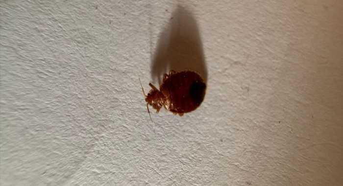 punaise de lit prise par Inratable