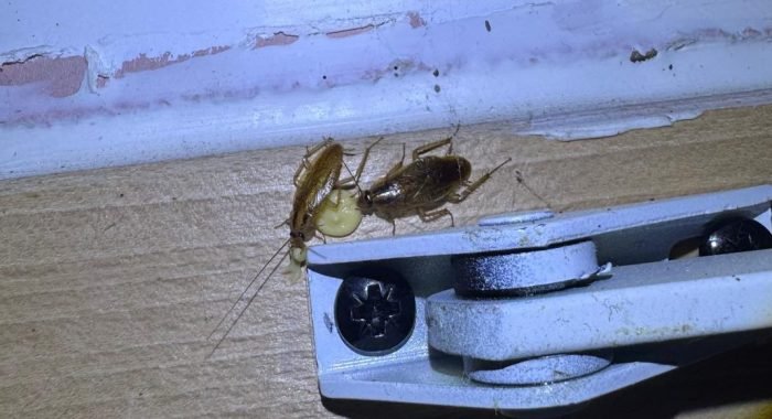 WhatsApp Image 2025-10-20 à 22.17.15_5d18fbfc traitement cafards Paris blattes qui mangent du gel photo de Inratable