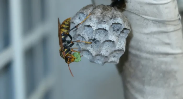 nid de guêpes sur un arbre à paris