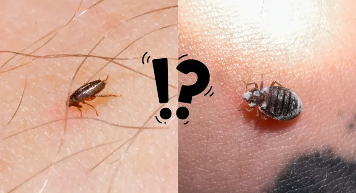 punaise de lit ou puces qui pique ?