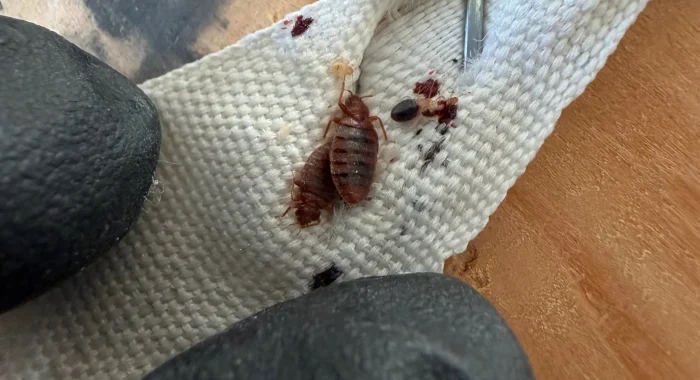 Groupe de punaises de lit par Inratable