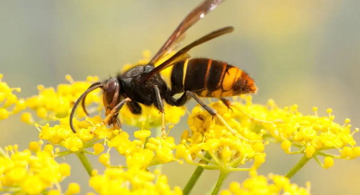 Nid de frelons asiatiques Île-de-France