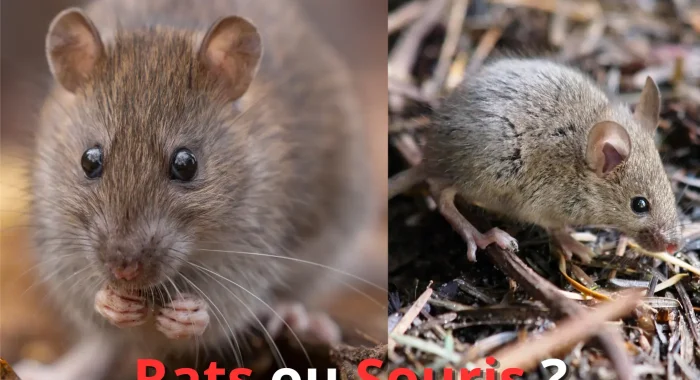 reconnaître un rat d’une souris