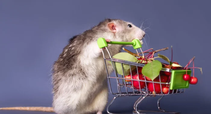 produits rongeur supermarché