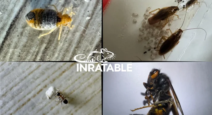 top 10 idées reçus sur les insectes nuisibles punaise de lit frelon fourmis blattes prises par inratable