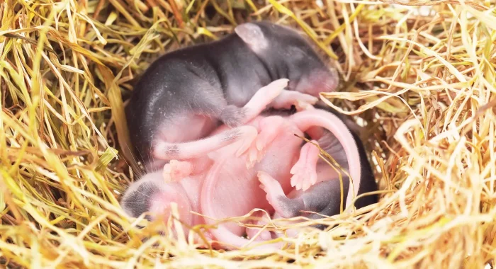 (pas toucher) (5) Reproduction des rongeurs à Paris et IDF : cycle et prolifération