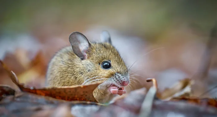 (pas toucher) (6) mulot ou souris en Ile-de-France, rongeurs avant logements automne