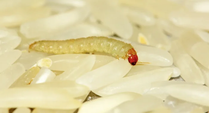 larve mite alimentaire dans du riz