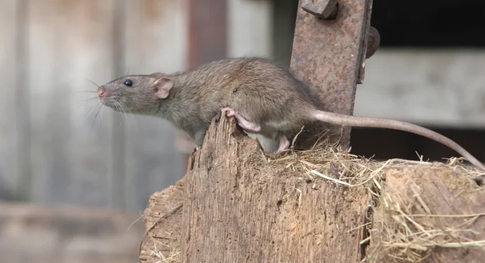 (pas toucher) (9) Rat après des travaux à paris