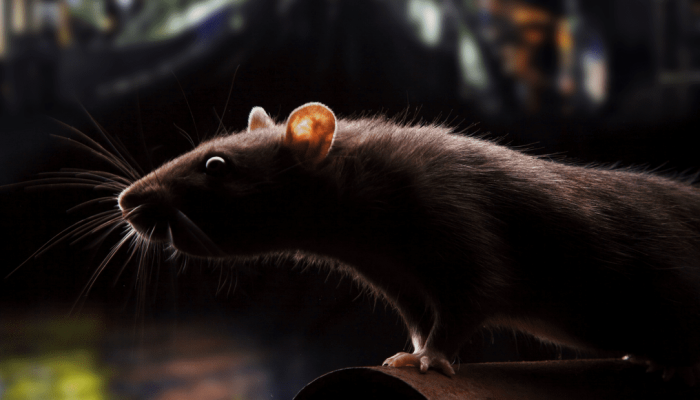 rat-ville-AE0awbQ894CPN4jr éradication rats paris 1er ile-de-france extermination