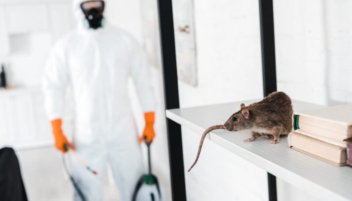 selective-focus-of-rat-on-rack-near-exterminator-2024-11-18-06-14-18-utc-Y4Lx2xpBJzhBqP6W selective-focus-of-rat-on-rack-near-exterminator-2024-11-18-06-14-18-utc-Y4Lx2xpBJzhBqP6W